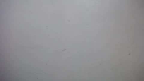 lisa_branch online show from 01/07/26, 07:05