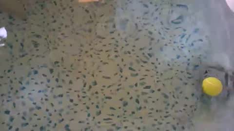 lovelyladyflaccid online show from 05/27/26, 10:29