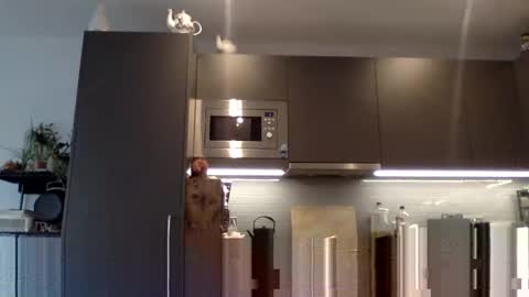 Lupine online show from 12/12/24, 10:56