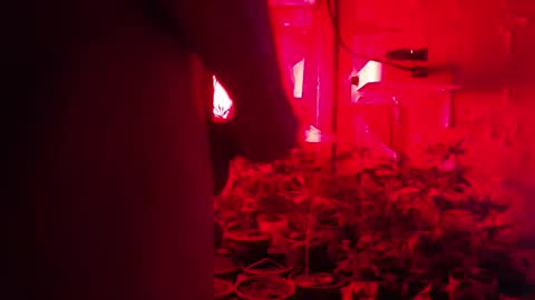 SILVA online show from 10/12/25, 02:43