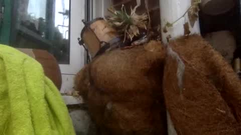 matureman1234 online show from 11/05/25, 08:25