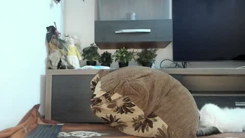 Snapshot of mellbell_ chatting on 03/05/25, 11:05 MellyMell online show from 03/05/25, 11:05