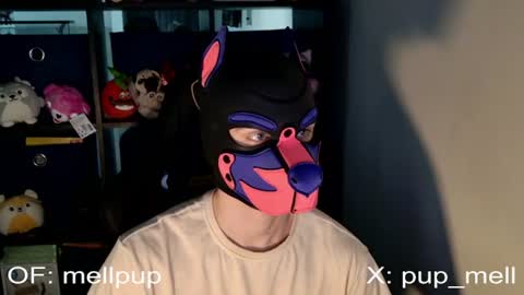 MellPUP online show from 06/25/26, 01:04