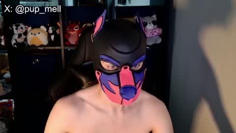 MellPUP online show from 08/04/26, 03:47