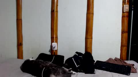 Mia  Sam online show from 01/17/26, 11:41