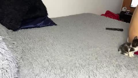 michellepetitte online show from 03/20/26, 07:13