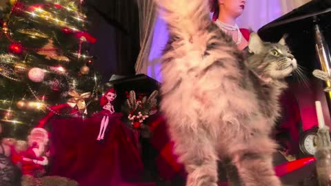 missAsmodeus online show from 12/24/24, 09:00