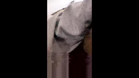 MissNiagara online show from 01/18/26, 08:23