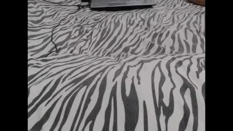 Molly And Brad online show from 12/03/24, 03:09