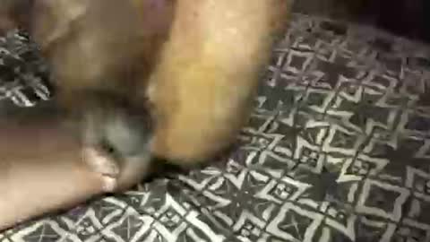 MrBigDiQ1 online show from 02/06/25, 06:18