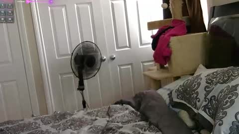 Snapshot of mrsjess1 chatting on 11/17/25, 06:03 MrsJess online show from 11/17/25, 06:03