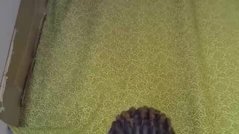 previn online show from 01/07/26, 08:22