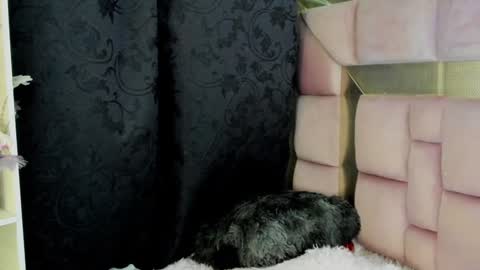 Nat  online show from 12/27/24, 07:08