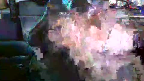 Snapshot of nicholaastavrou1977066464511s chatting on 12/19/25, 04:19 nick stavrou online show from 12/19/25, 04:19