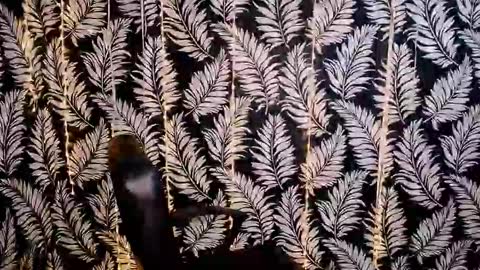 Kelly online show from 10/18/25, 11:33