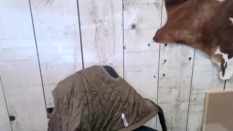 kinkynerd online show from 10/18/25, 07:14