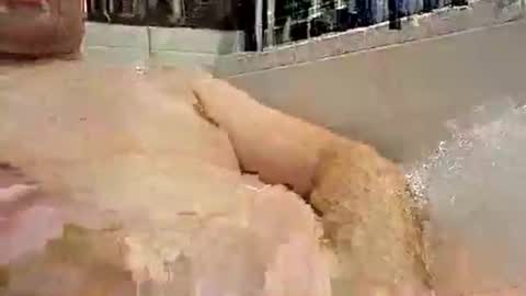 p20ccm online show from 01/11/25, 07:27