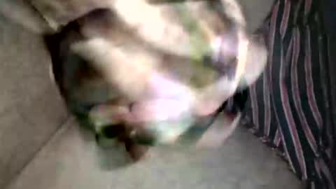 Snapshot of pacho_007 chatting on 02/19/26, 03:13 Superfeno online show from 02/19/26, 03:13