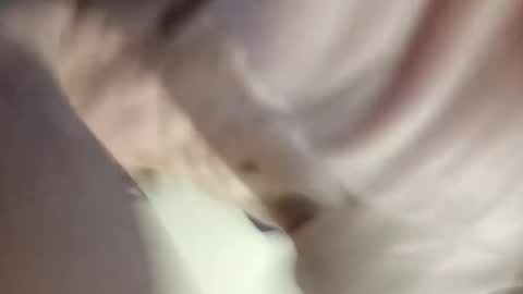 Paw online show from 12/30/24, 12:20