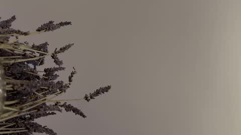 pegasus766152 online show from 02/02/26, 01:48