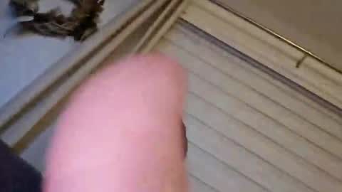 perfectdar online show from 02/09/25, 01:55