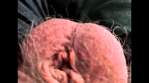 petrol63102 online show from 02/26/26, 01:10