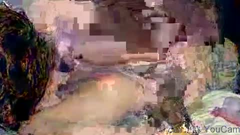 dikud0wn online show from 11/02/25, 04:26