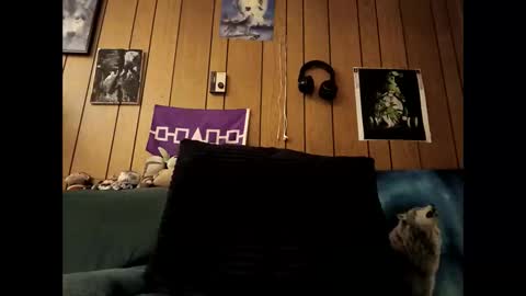 prettysolid7 online show from 10/15/25, 07:19