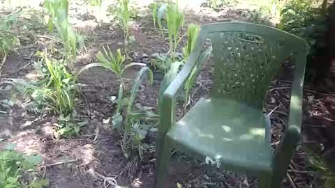 purebae online show from 11/12/25, 08:59