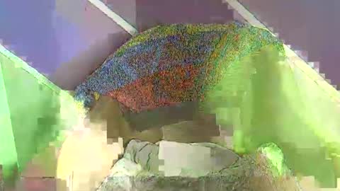 rainbow baby26 online show from 11/18/25, 07:18