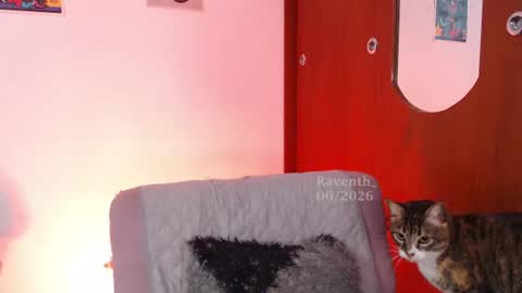 raventh_ online show from 07/02/26, 05:57
