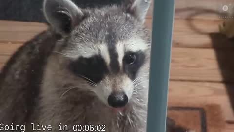 Ryan aka KeylimeRy online show from 11/19/25, 08:03