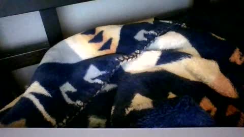 Roy Murrin online show from 02/06/26, 09:45