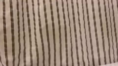 Dee online show from 10/29/25, 01:13