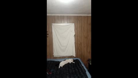 Snapshot of sailaway9694 chatting on 02/03/26, 07:46 PupTwink online show from 02/03/26, 07:46