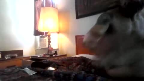 saintcali310 online show from 04/18/26, 07:07