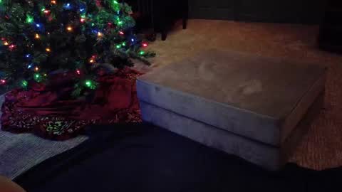 Scout has fun online show from 12/10/24, 04:56