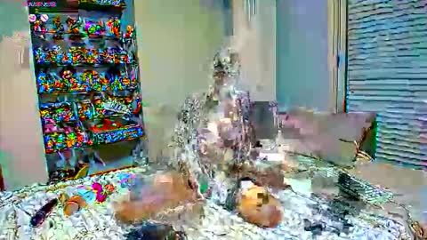 Sexapoly online show from 03/17/26, 06:55