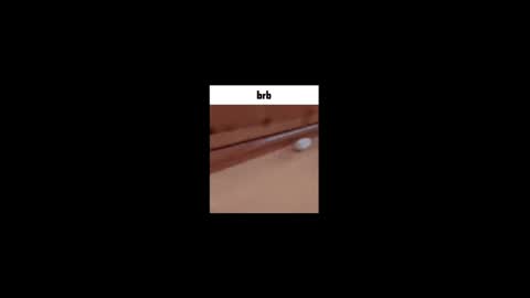 Gus online show from 05/02/26, 12:21