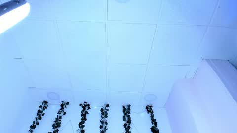 Snapshot of sophiehill_gh chatting on 01/31/25, 01:11 SOPH online show from 01/31/25, 01:11