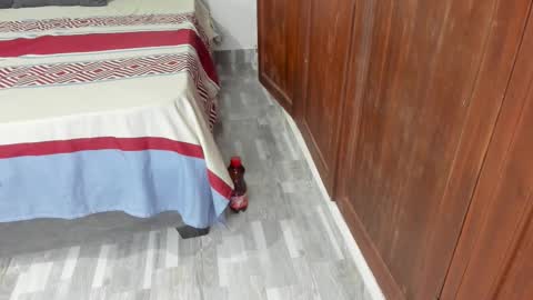 Shopiia88 online show from 02/19/26, 12:23