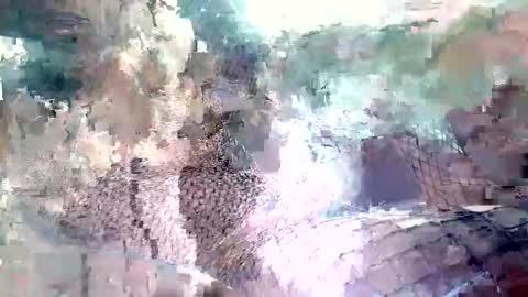 spence6669_tree online show from 11/15/25, 01:51