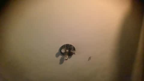 watch me cum online show from 01/25/25, 07:06