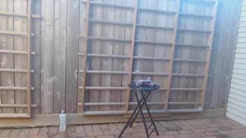 srtxshow online show from 12/19/24, 10:21