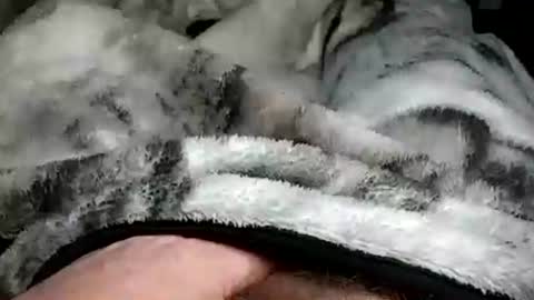 Snapshot of stargazor chatting on 12/20/24, 10:05 stargazor online show from 12/20/24, 10:05