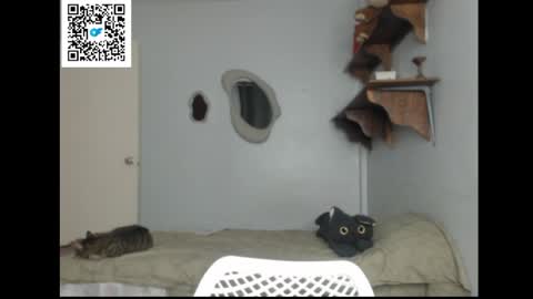 Stella online show from 04/01/26, 08:39