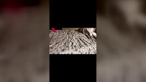 Snapshot of supremelifers chatting on 12/21/25, 11:28 Stony online show from 12/21/25, 11:28