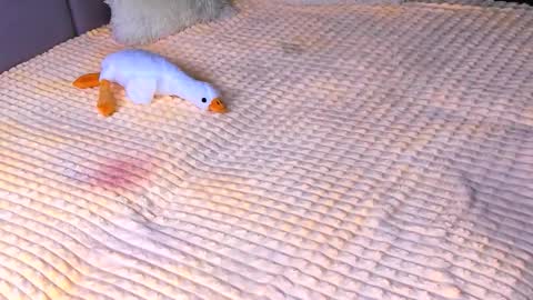 Snapshot of sweet_barbe chatting on 11/02/25, 03:47 Alice online show from 11/02/25, 03:47