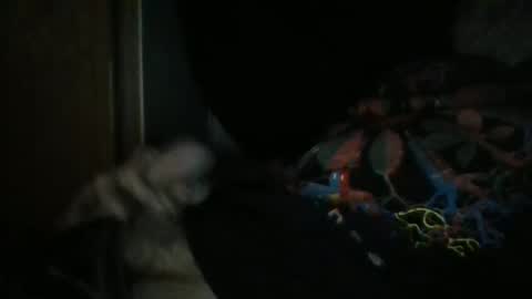 sweetpussylicks online show from 12/29/24, 08:55