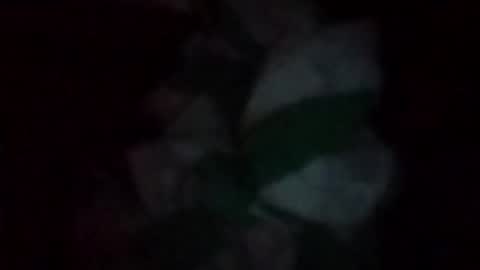 swollpole2112 online show from 05/16/26, 06:21